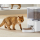 Rojeco 4,5L Pet Feeder WiFi inteligentny dozownik karmy - 1514973 - zdjęcie 6